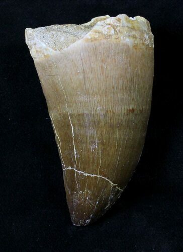 XL Mosasaur (Prognathodon) Tooth #19778